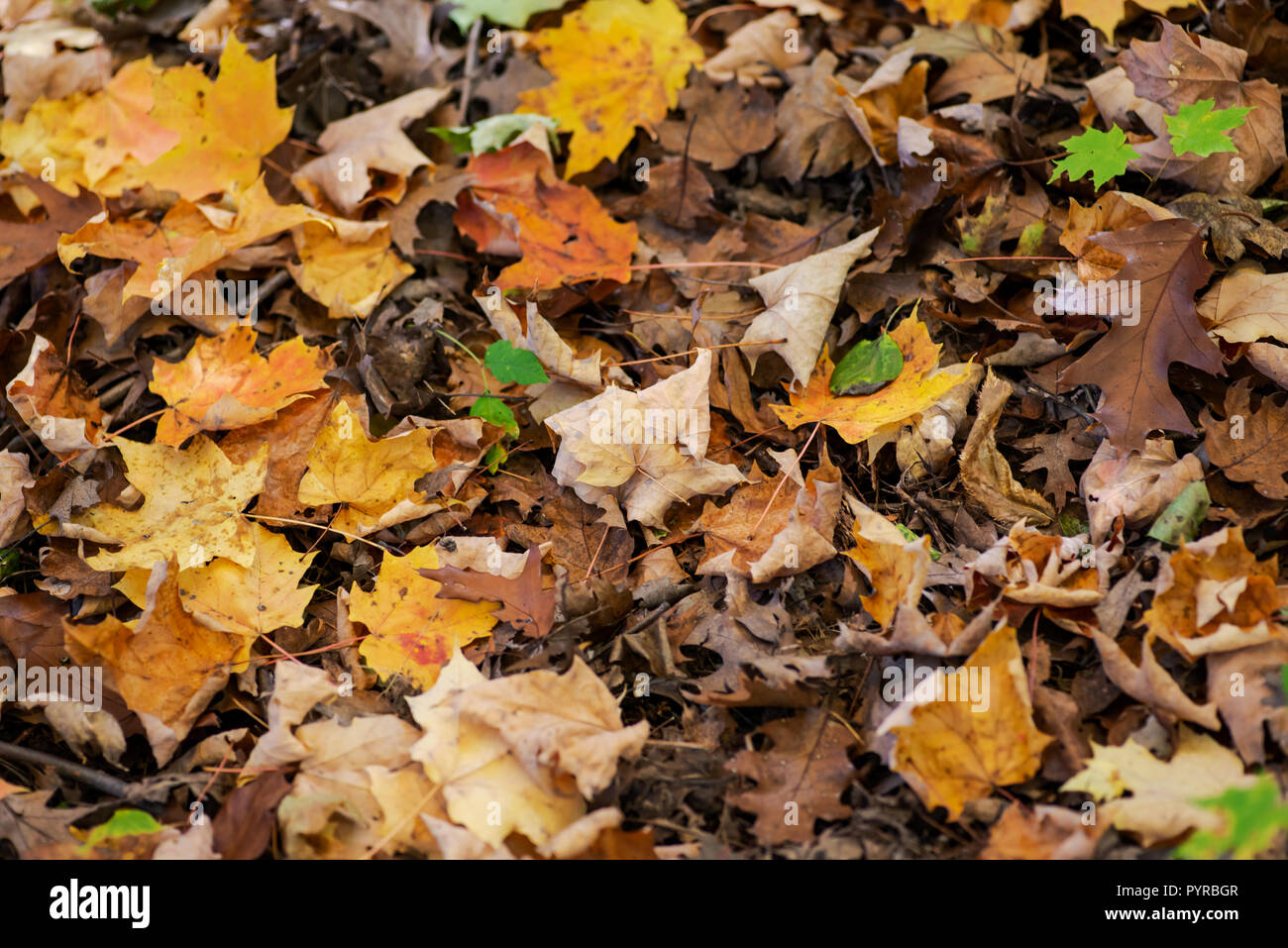 Closeup of a lot of yellow fallen leaves on the ground in forest ...