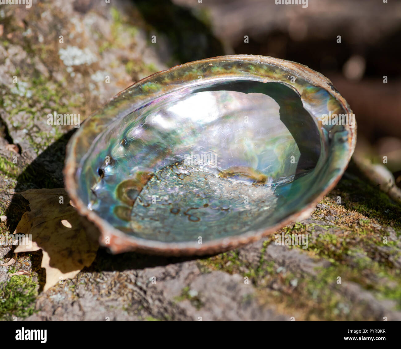 Abalone shell on fibrous tree bark in forest preserve. Smudging