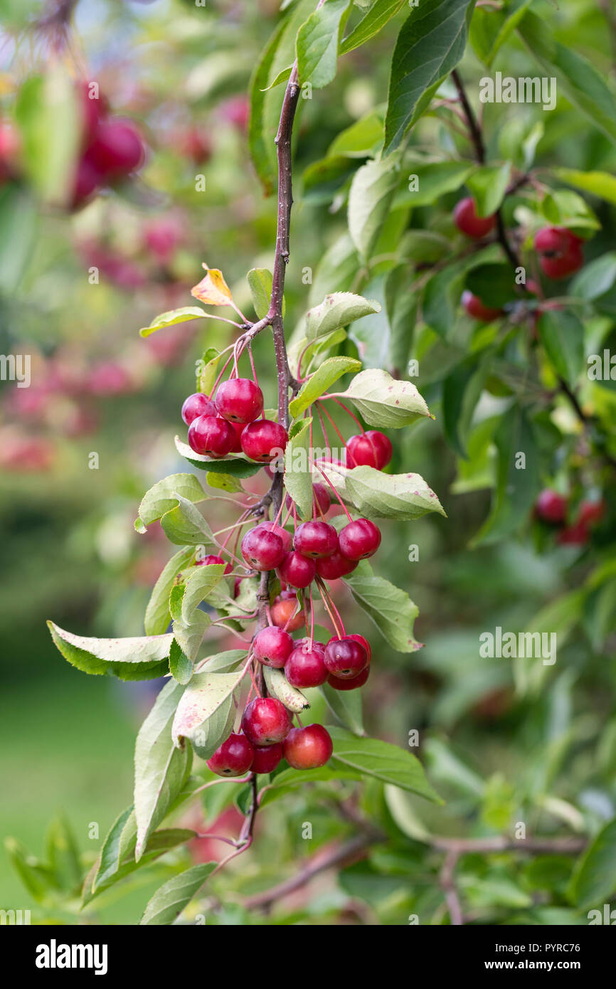 Close up of Malus hupehensis / Hupeh Crabapple Stock Photo