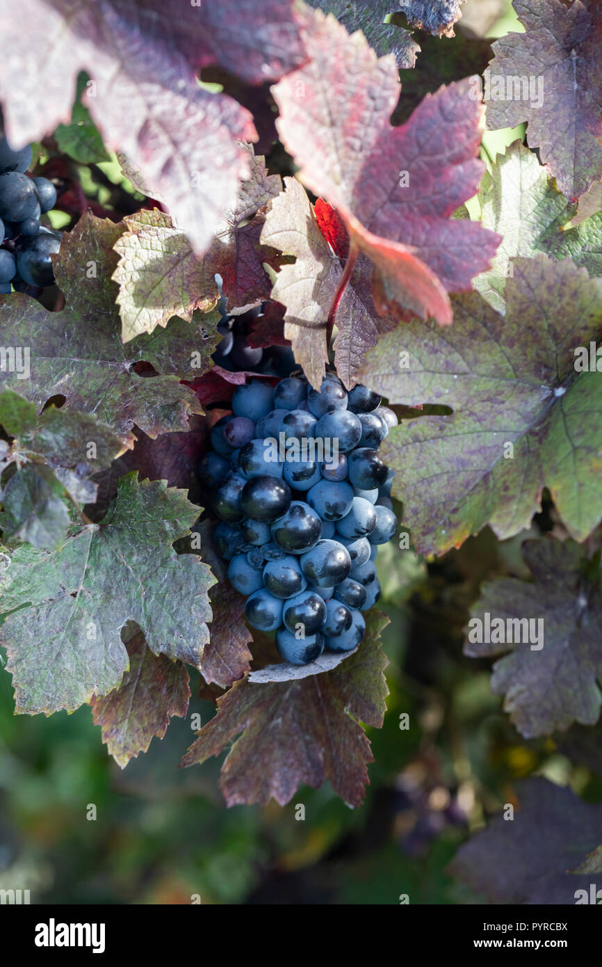 Close up of Vitis Vinifera 'Purpurea', Teinturier grape vine in an English garden, England, UK Stock Photo