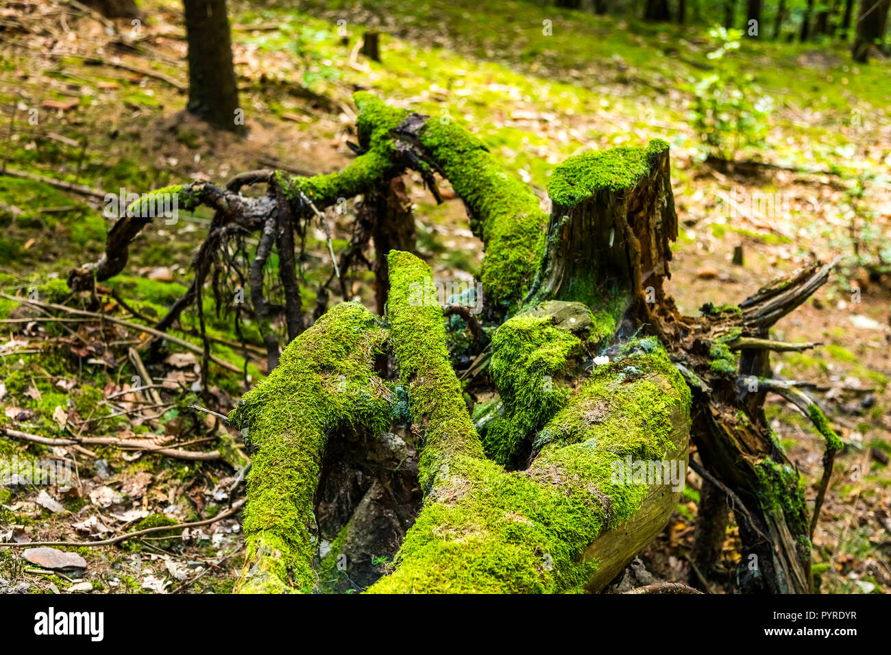 The primeval forest with mossed stump Stock Photo