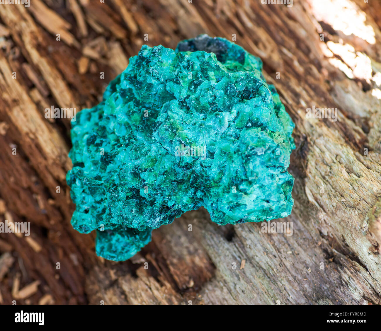 Dark green fibrous malachite cluster from Shaba Province, Zaire. On a tree bark in the forest preserve. Stock Photo