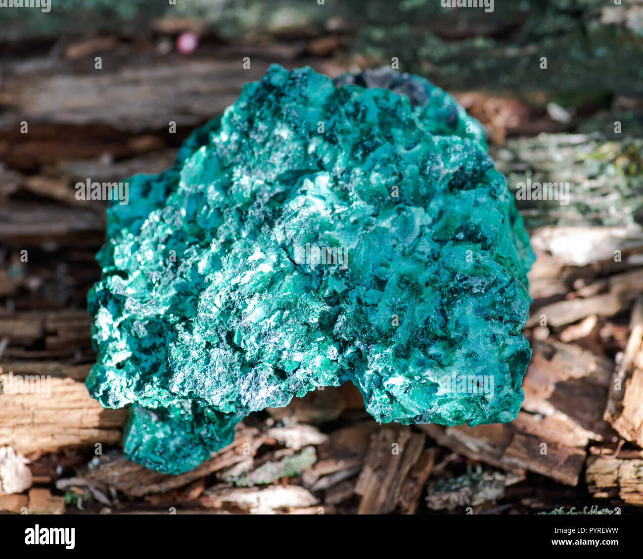 Dark green fibrous malachite cluster from Shaba Province, Zaire. On a tree bark in the forest preserve. Stock Photo