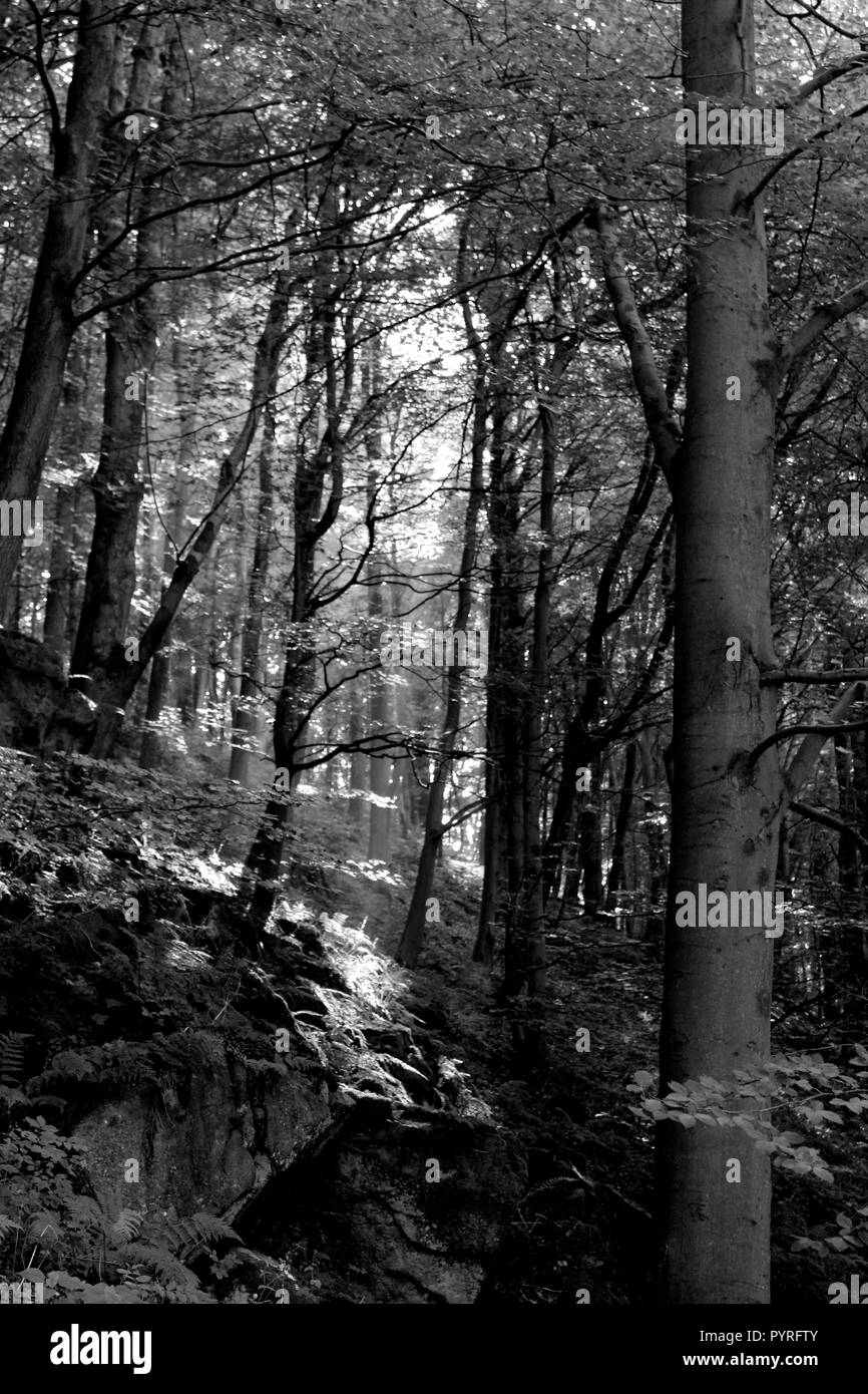 Walk in forest summer Black and White Stock Photos & Images - Alamy