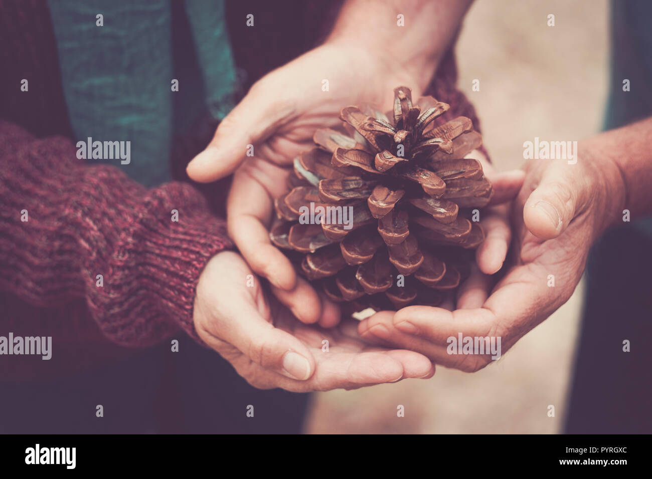 Two pairs of people hands take care of the pine cone Stock Photo