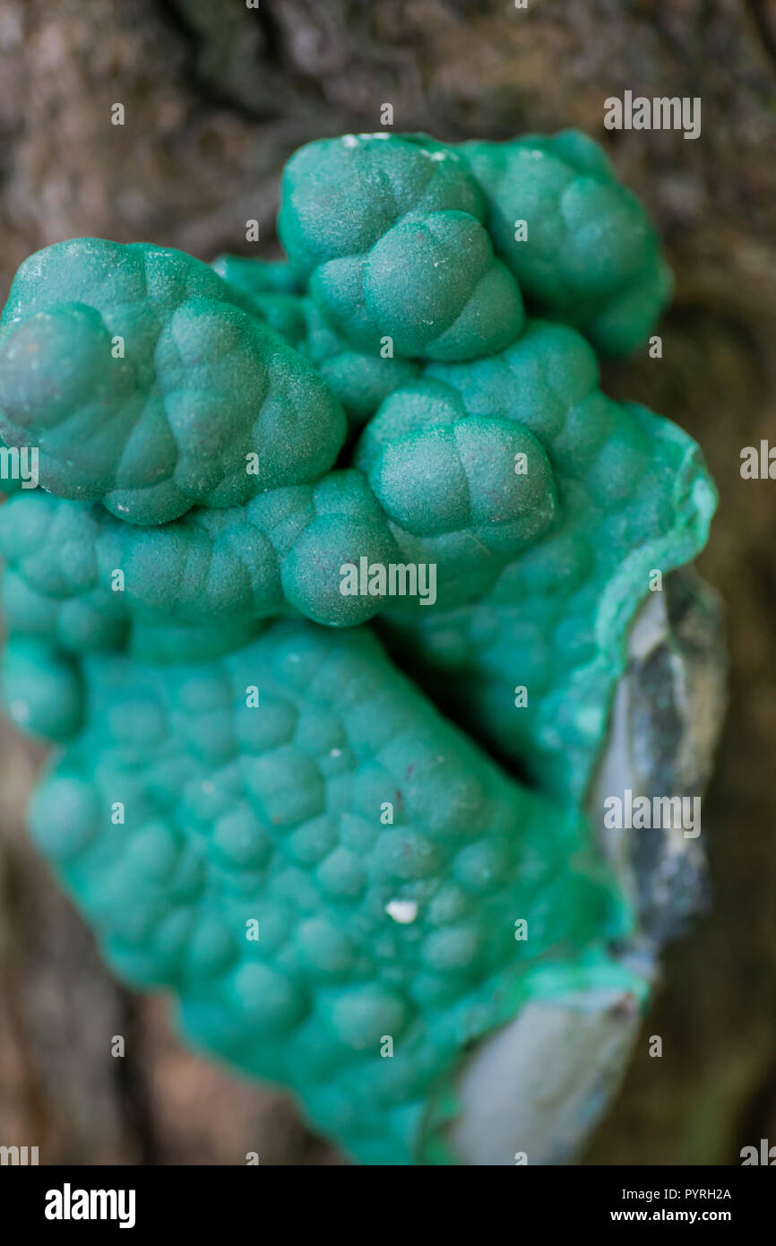 Botryoidal malachite cluster from Democratic Republic of the Congo on a tree bark in the forest preserve. Stock Photo