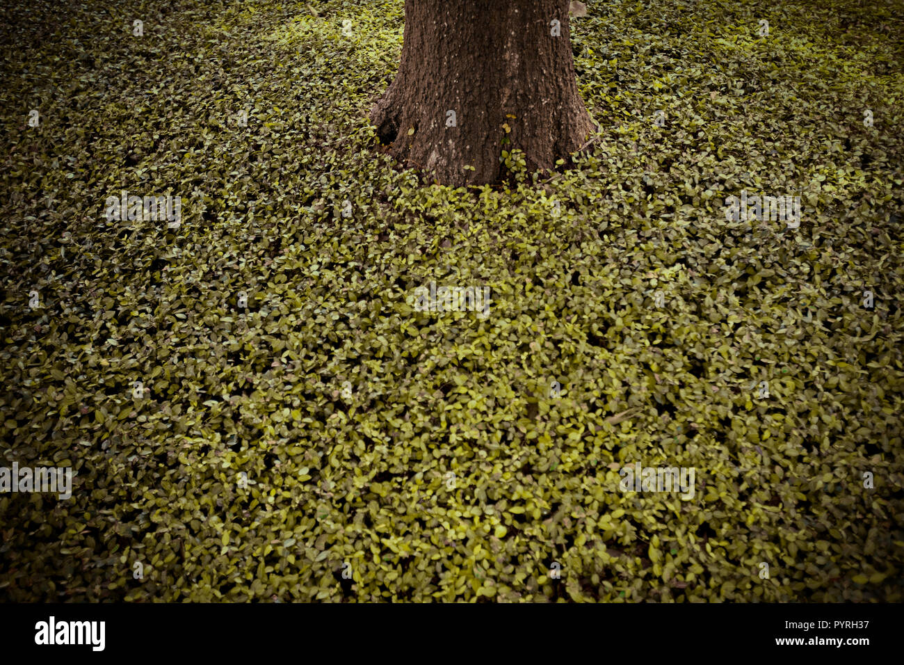 Leafy plants around the bottom of a tree Stock Photo Alamy