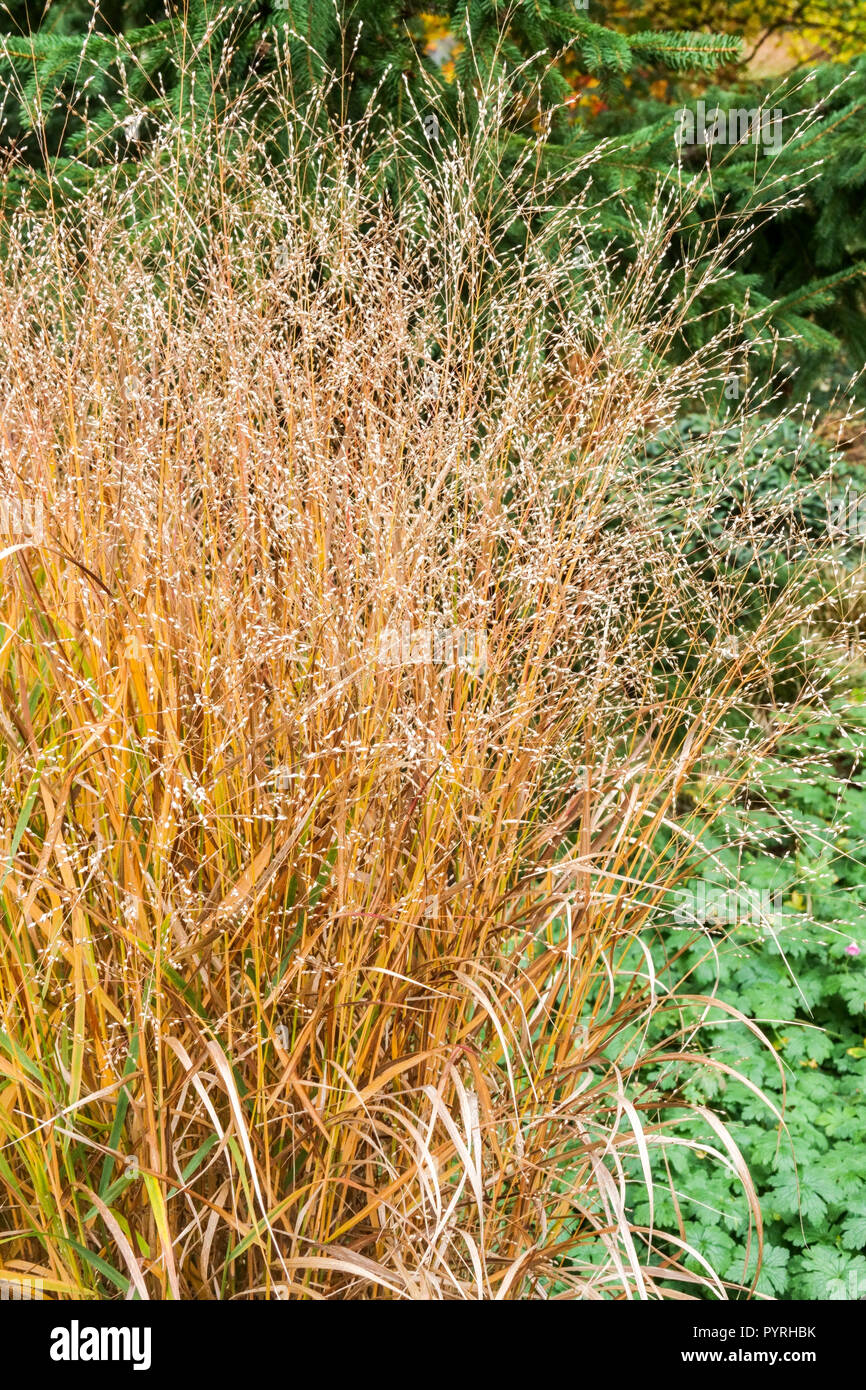 Switch Grass, Panicum virgatum 'Haense Herms' autumn garden Switchgrass, October, Plant autumnal colour Stock Photo