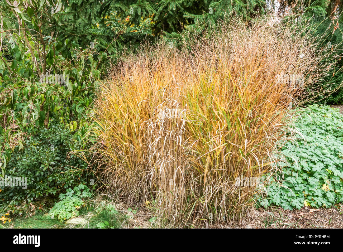 Switch Grass, Panicum virgatum 'Haense Herms', autumn Stock Photo