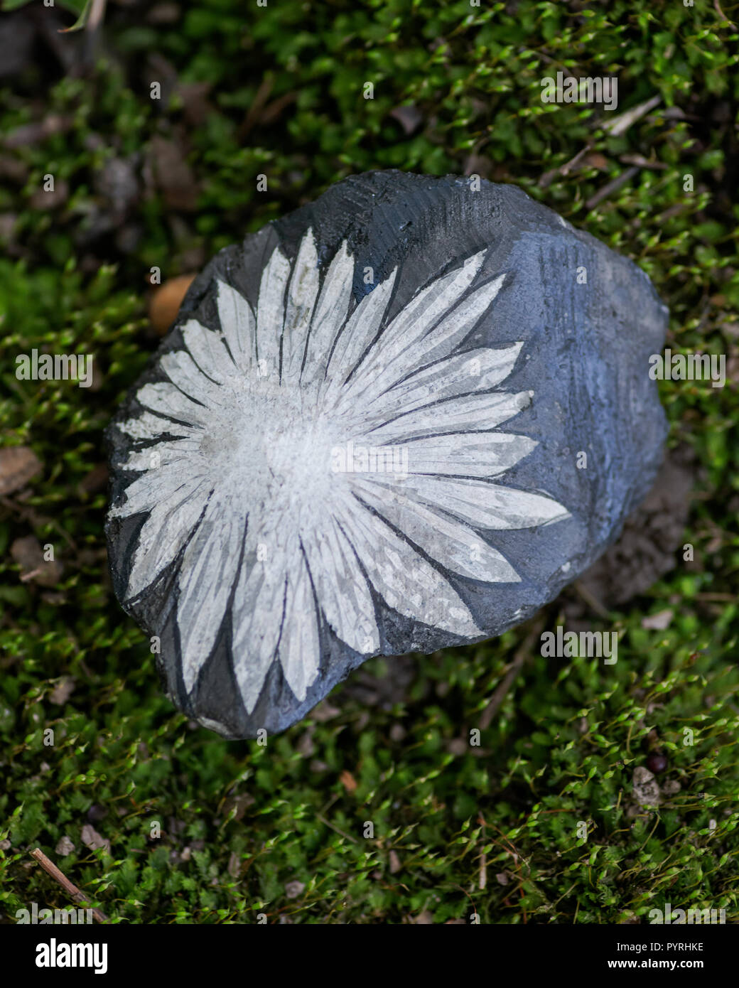 The white flower  Chrysanthemum stone from China on green moss in the forest preserve. Stock Photo