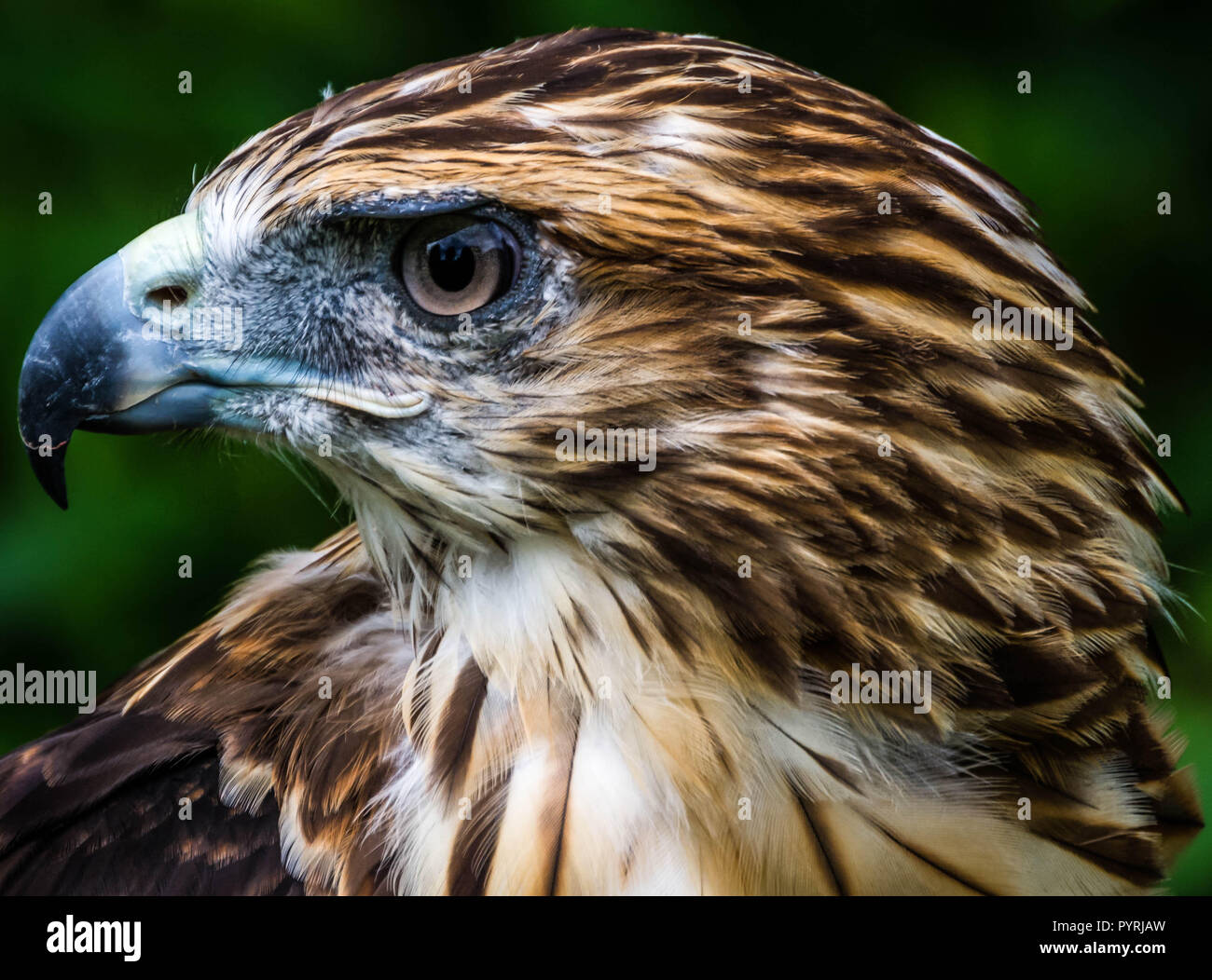 very close up red tailed hawk face Stock Photo