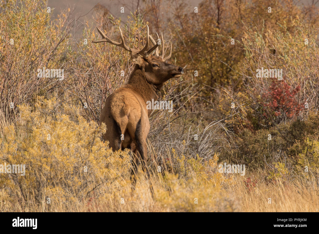 Young Bull Elk I Stock Photo