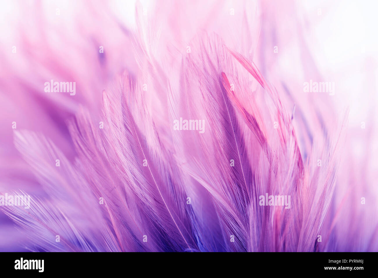 Pastel colored of chicken feathers in soft and blur style for the background Stock Photo