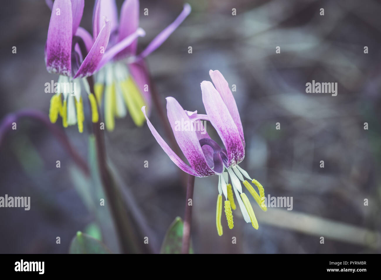 Siberian fawn lily (Erythronium sibiricum). Selective focus. Stock Photo