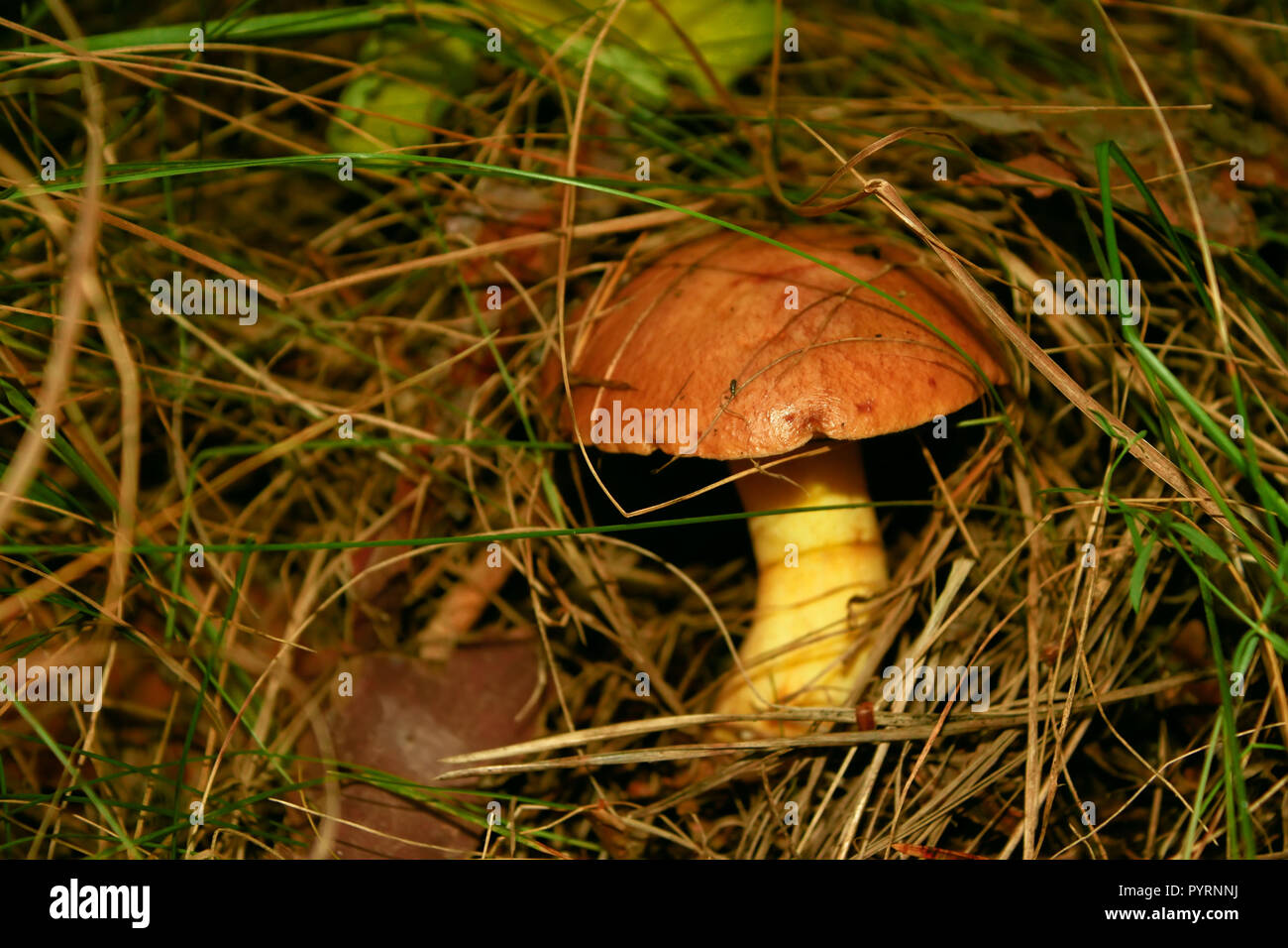 Slippery jack or Butter mushroom, brownyellow boletus. Mushroom in its