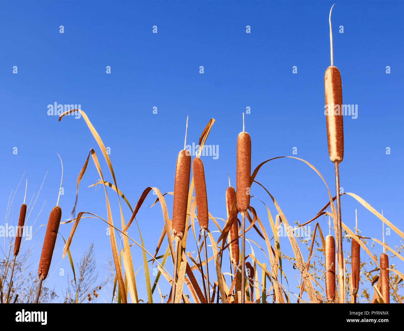 Reedmace narrow-leaved tops. Latin name: Typha angustifolia. Background of blue sky. Mid-autumn Stock Photo