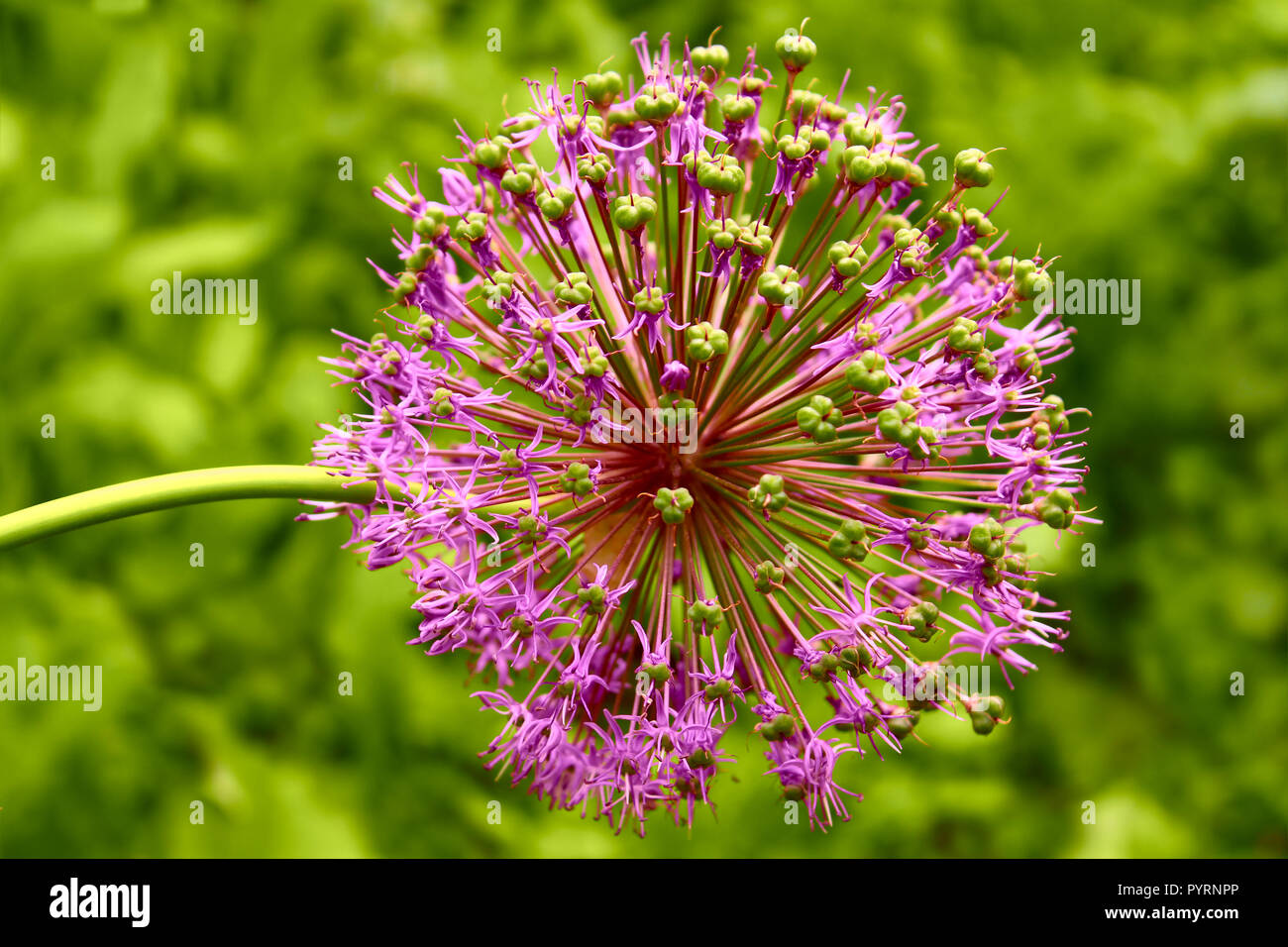 Inflorescence of allium at the end of flowering period Stock Photo