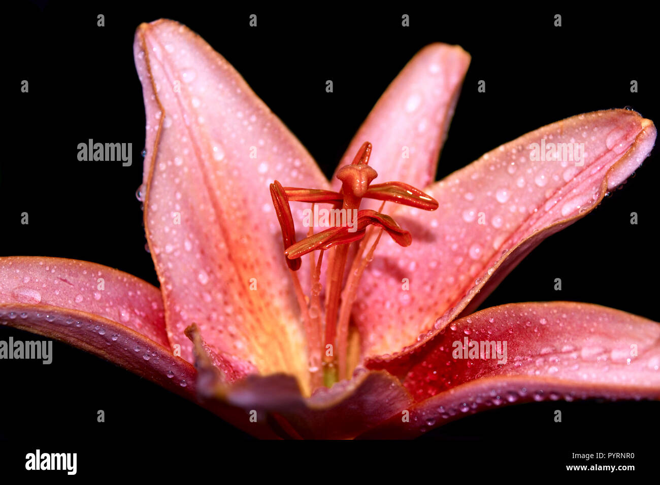 Pink lily isolated on black background Stock Photo - Alamy