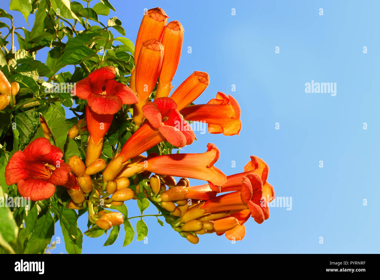 Eccremocarpus branch blossoming. Common name: Chilean glory flower Stock Photo