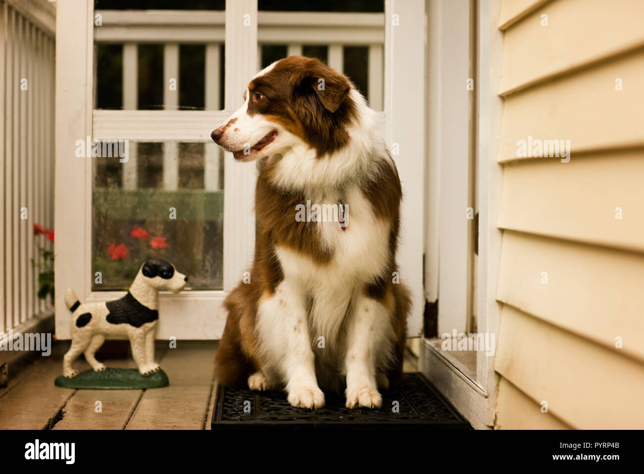 Dog waiting patiently in a doorway to be let inside. Stock Photo