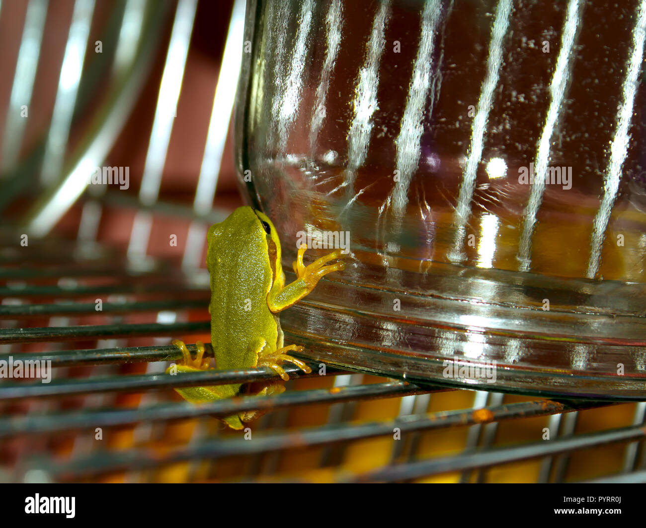 Tree Frog at night on a drying rack Stock Photo