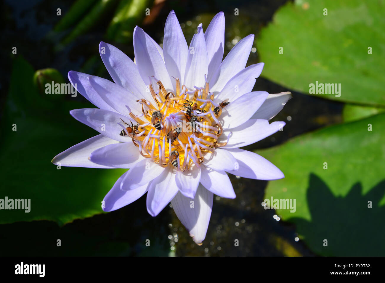 Rare tropical lily hi-res stock photography and images - Alamy
