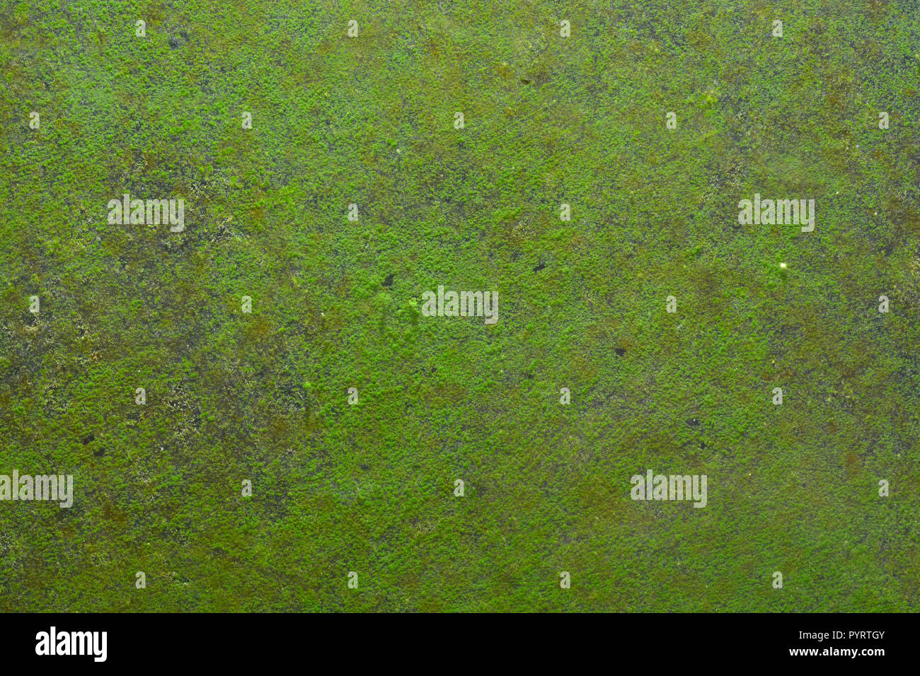 moss, thallophytic plant, lichen, algae Stock Photo Alamy