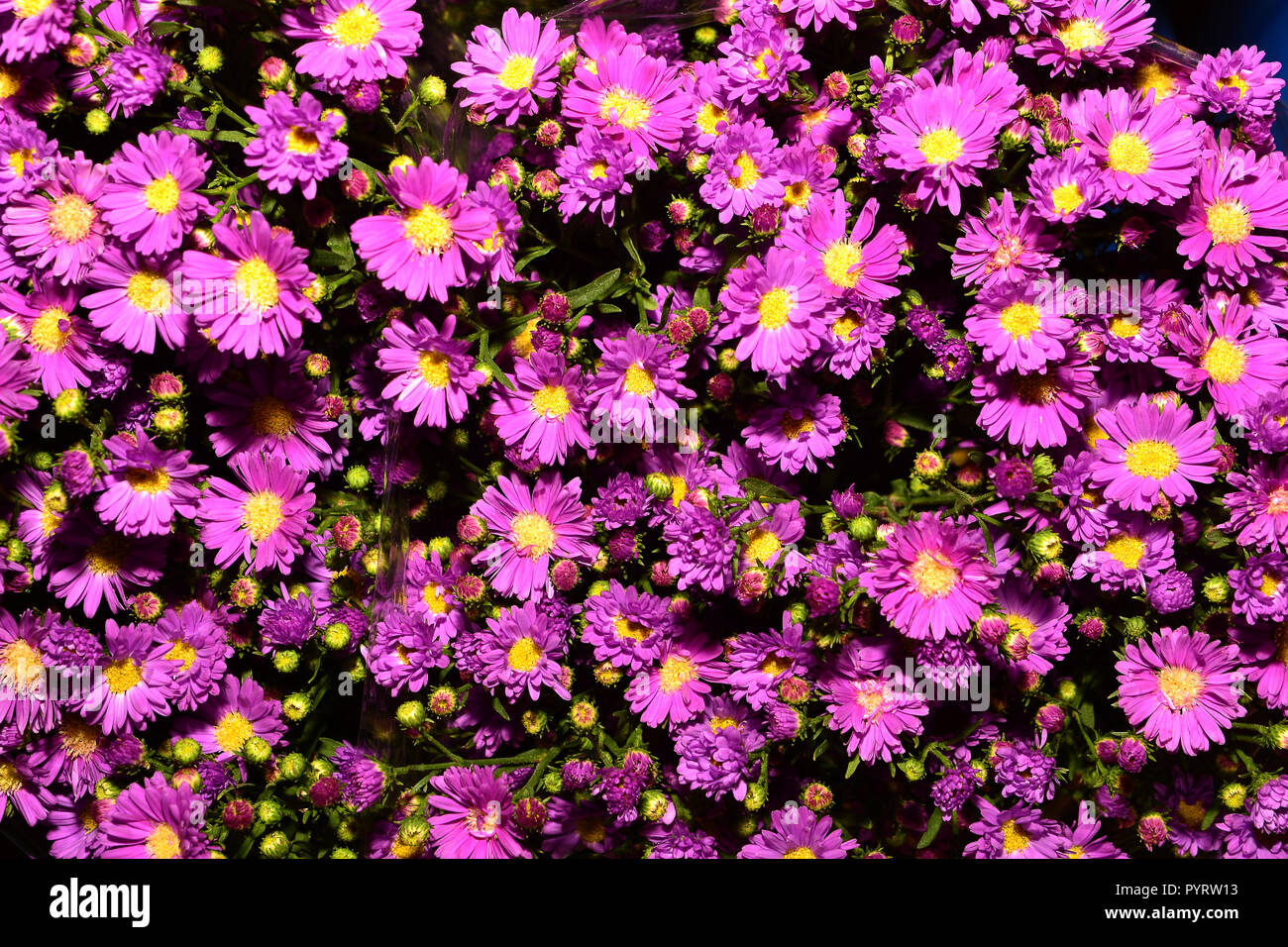Violet Aster Flowers Background Stock Photo Alamy
