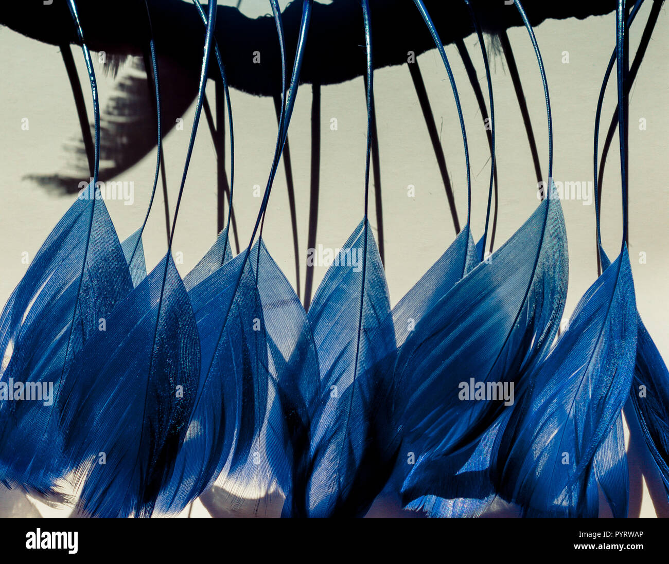 Collection of colored decorative feathers placed on white background