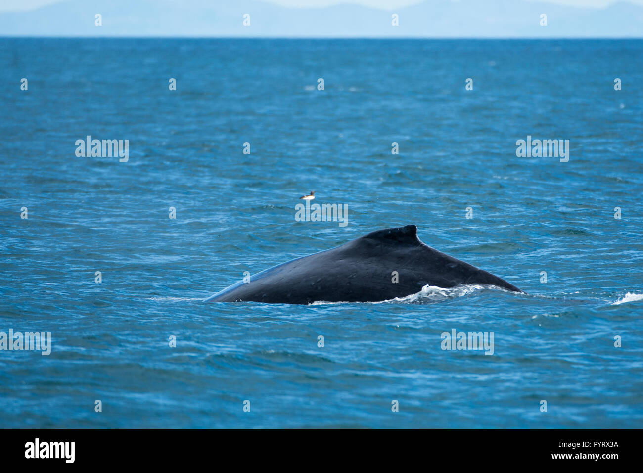 Humpback whale sounding hi-res stock photography and images - Alamy