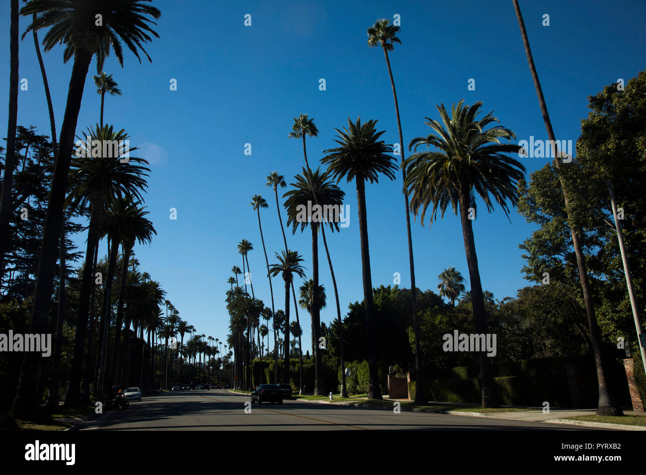 Beverly Hills, Palm Trees, Los Angeles, California, USA Stock Photo Alamy