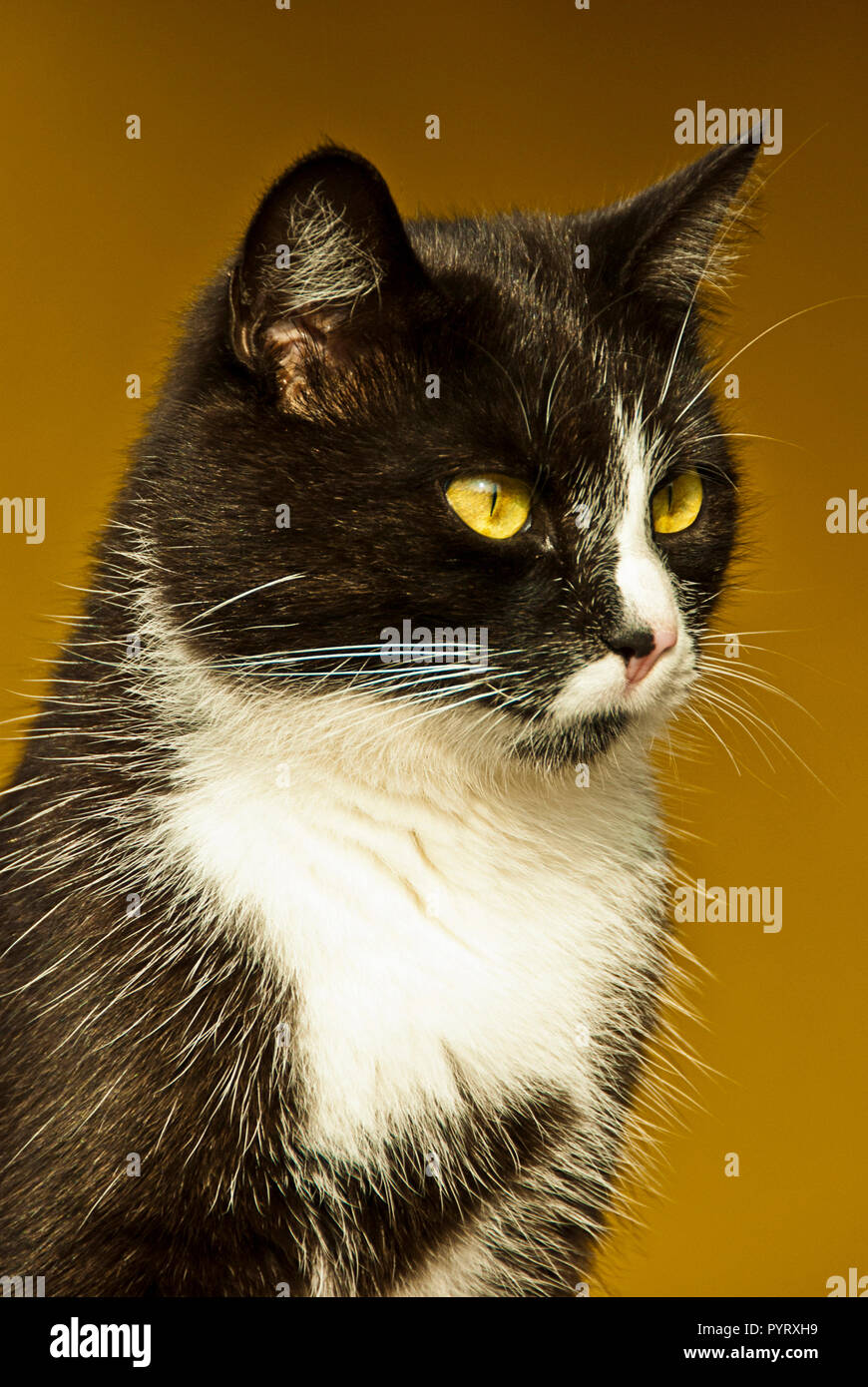 portrait of a domestic Bicolor or Tuxedo cat outdoor Stock Photo