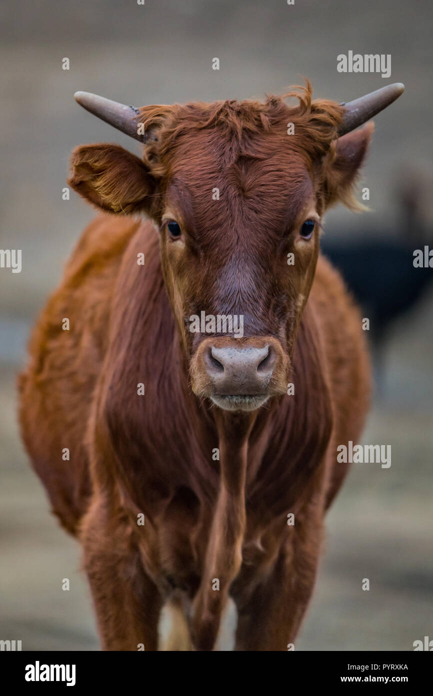 Dairy Cows Stock Photo