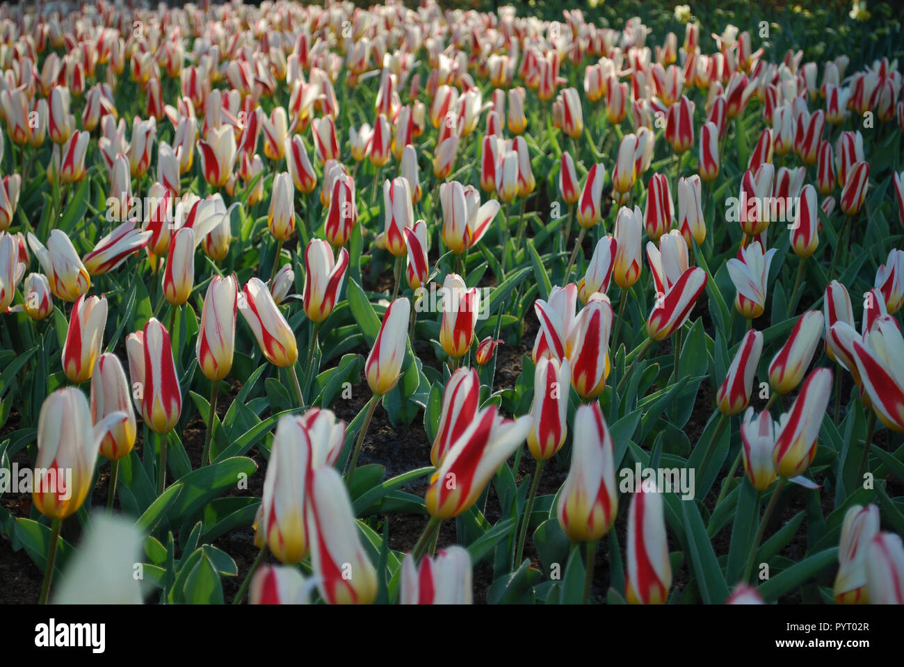 Tulips 'The First' (Tulip) Kaufmanniana Group grown in the park.  Spring time in Netherlands. Stock Photo