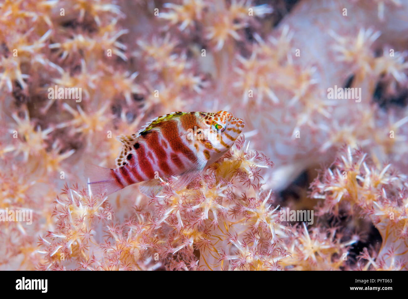 Threadfin hawkfish [Cirrhitichthys aprinus] perched on soft coral