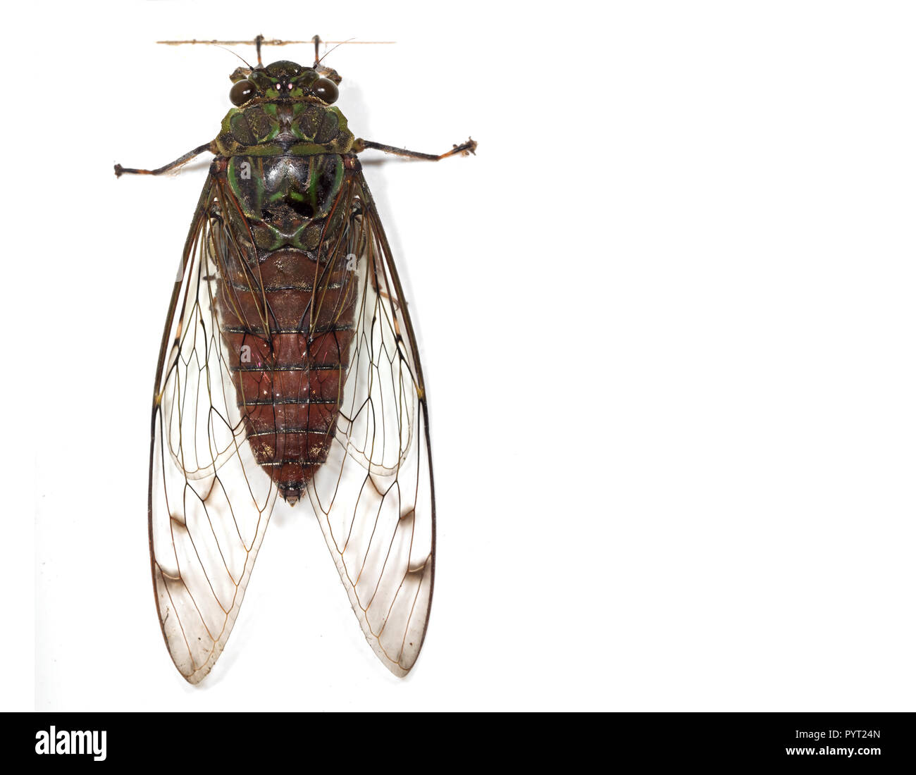 Macro Photography of Cicada Isolated on White Background with Space Stock Photo