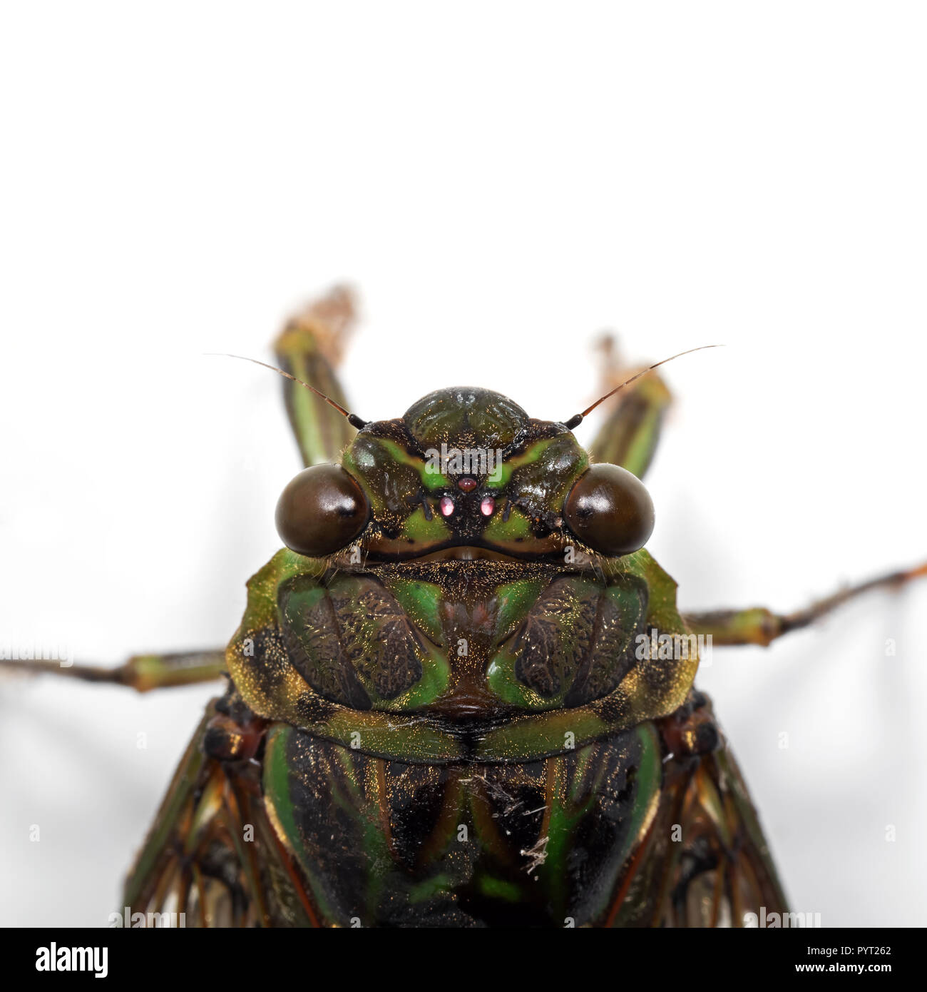 Macro Photography of Cicada Isolated on White Background with Space Stock Photo