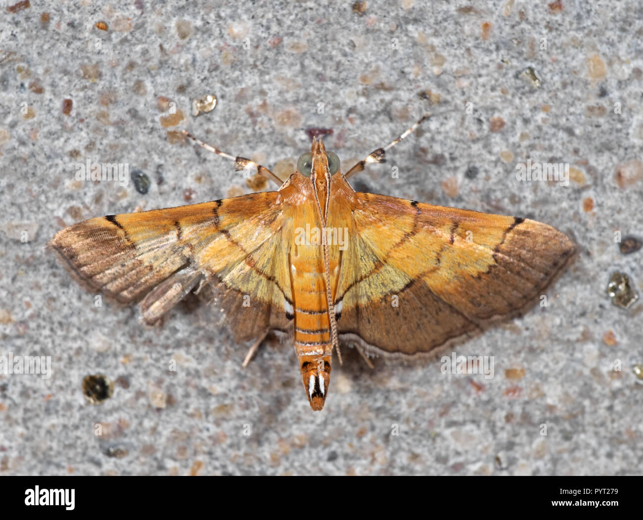 Macro Photography of Yellow Moth on Gray Wall Stock Photo