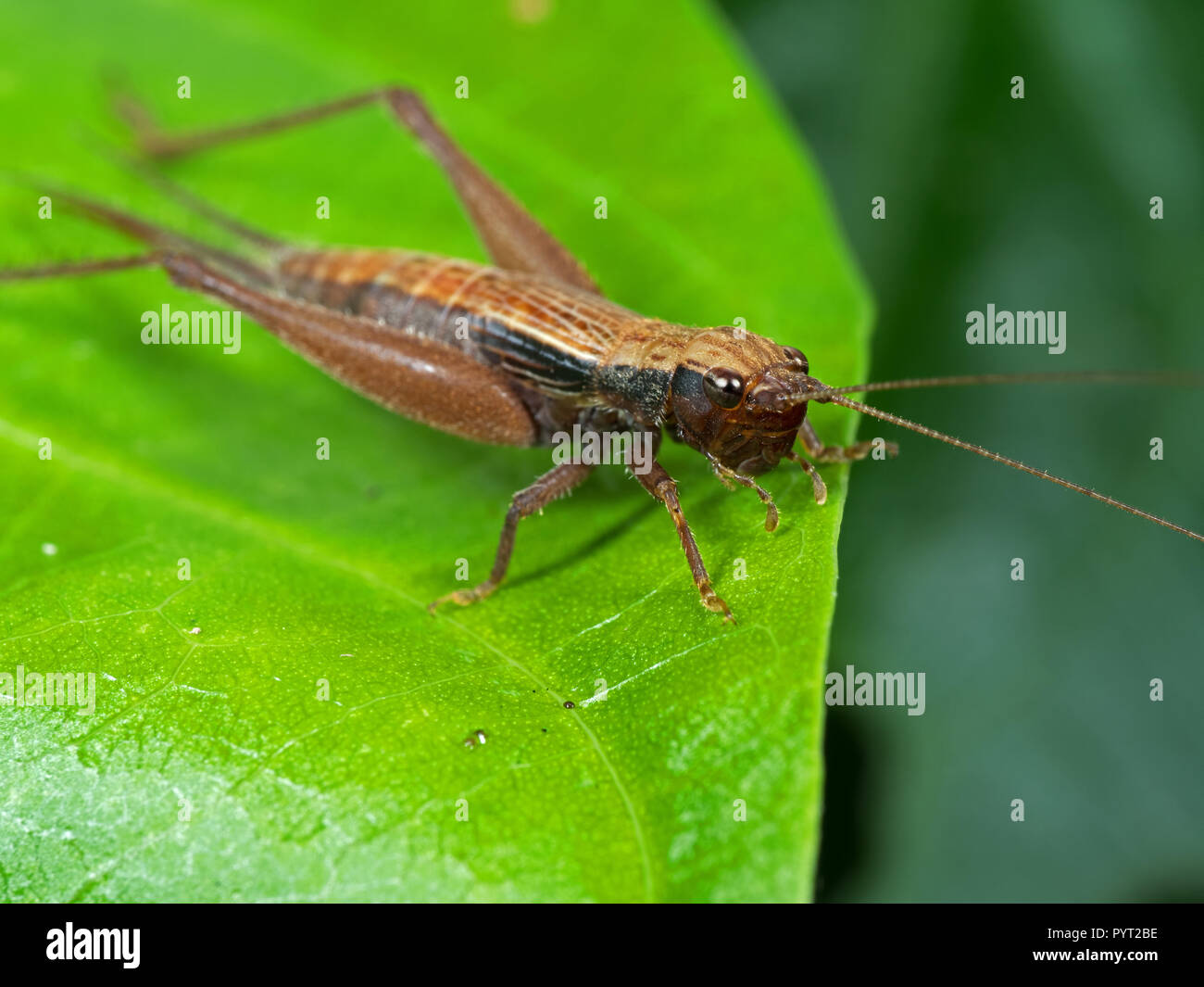 Macro Photography of Brown Grasshopper on Green Leaf Stock Photo