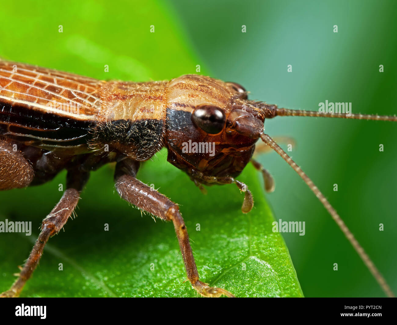 Macro Photography of Brown Grasshopper on Green Leaf Stock Photo