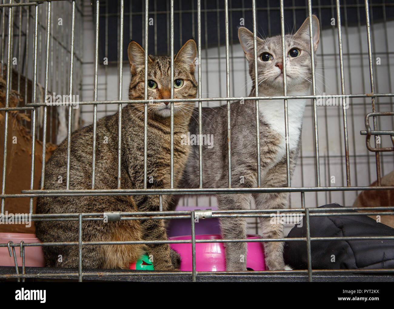 Two beautiful cats in a cage shelter for lost animals Stock Photo Alamy