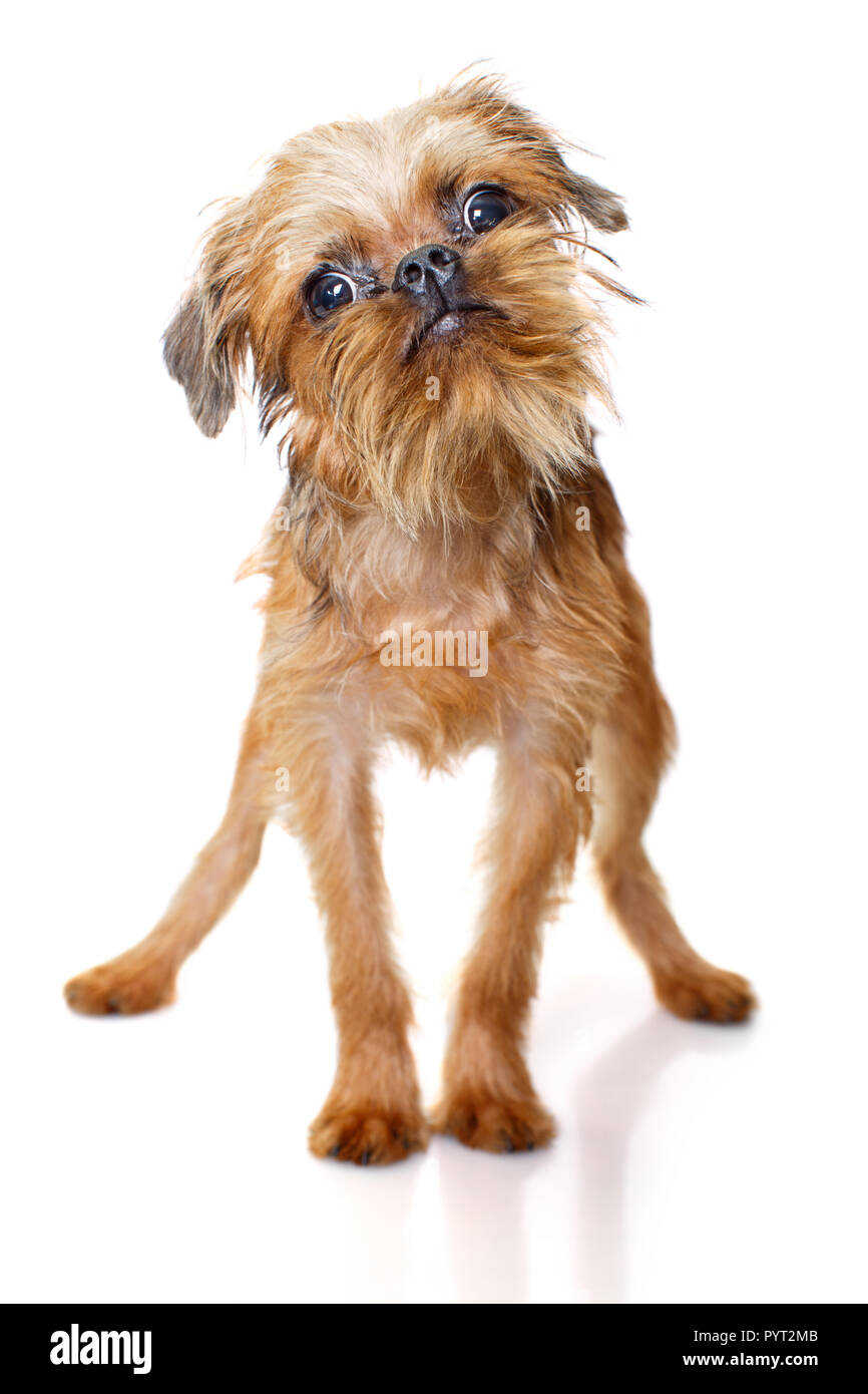 How Much Is A Brussels Griffon Puppy