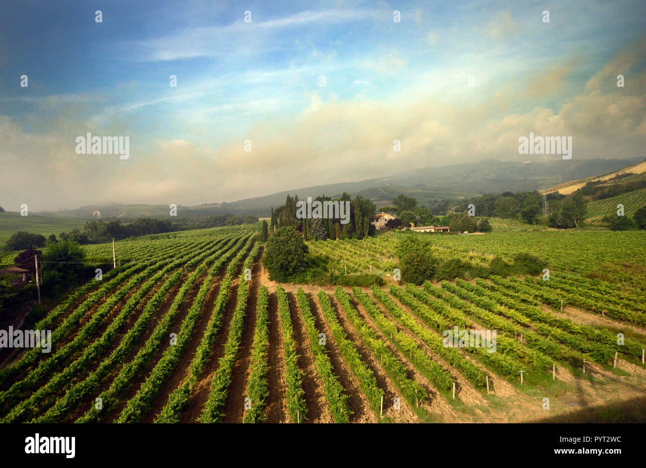 Vinyards in Tuscany, Italy. Stock Photo