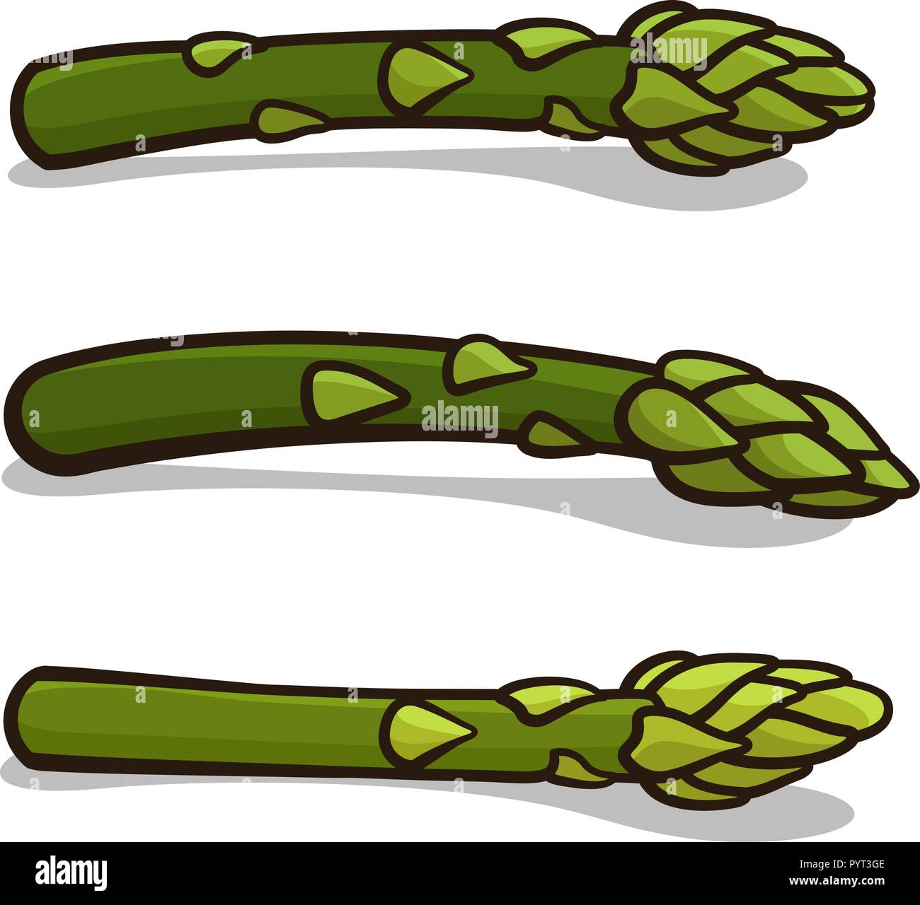 Vector illustration of asparagus isolated on white Stock Vector Image