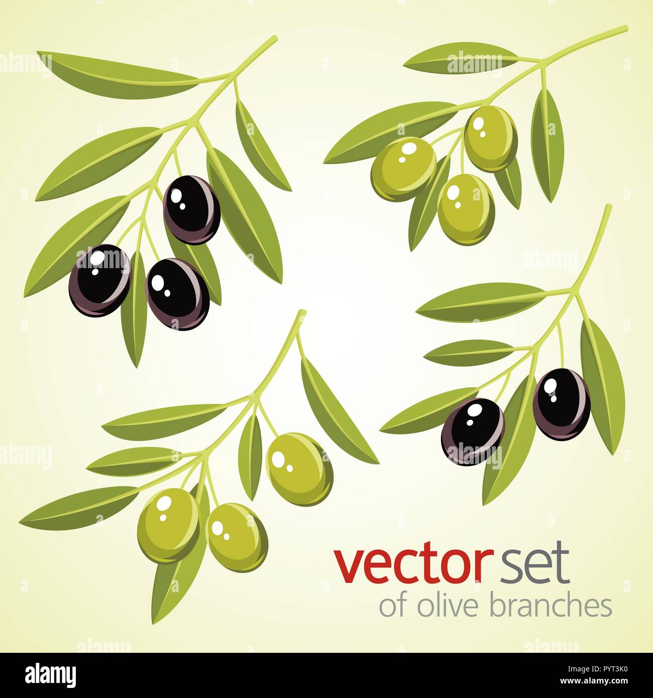 Vector set of olive branches. Green and black olives Stock Vector