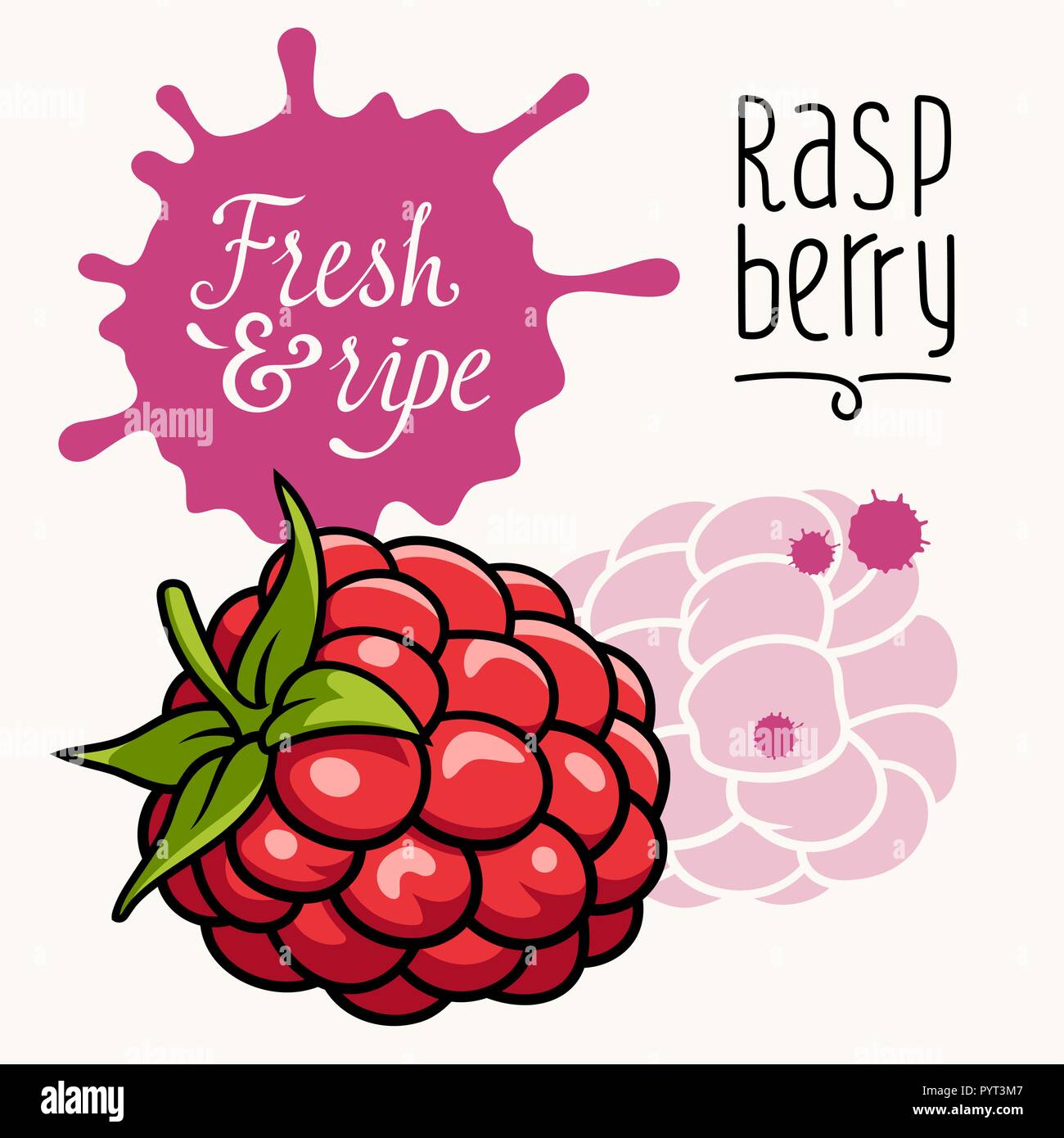 Vector illustration of ripe juicy raspberry. Concept for the Farmers market. Idea for the label design. Organic, local grown products Stock Vector