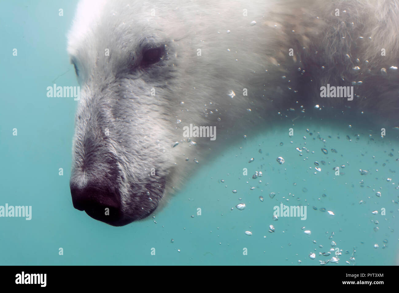 Head of Polar bear (Ursus maritimus) under water. Polar bears are excellent swimmers and often will swim for days. They may swim underwater for up to  Stock Photo