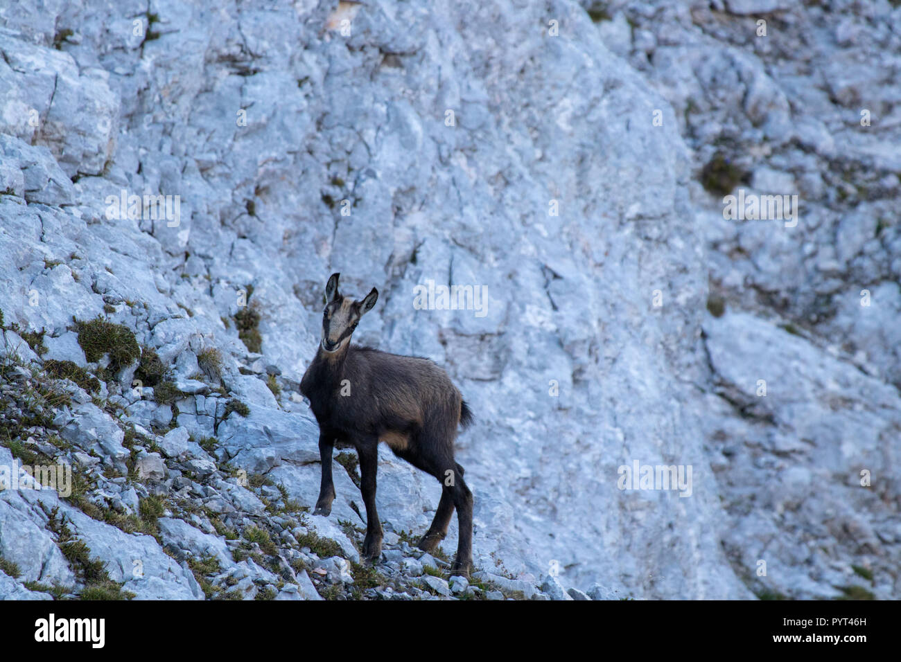 Chamois baby hi-res stock photography and images - Alamy