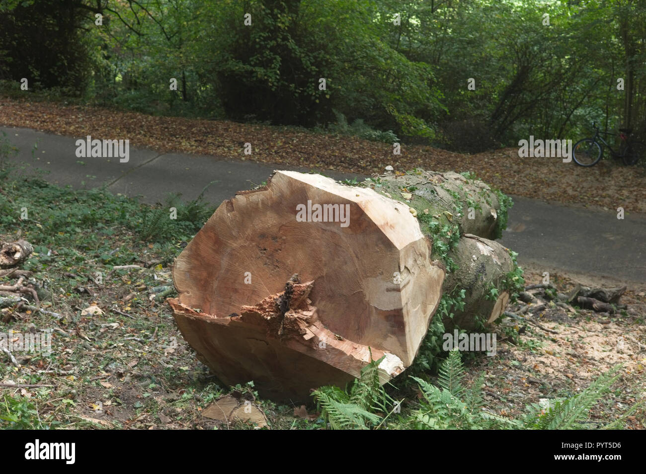 Tree cut down in a forest Stock Photo