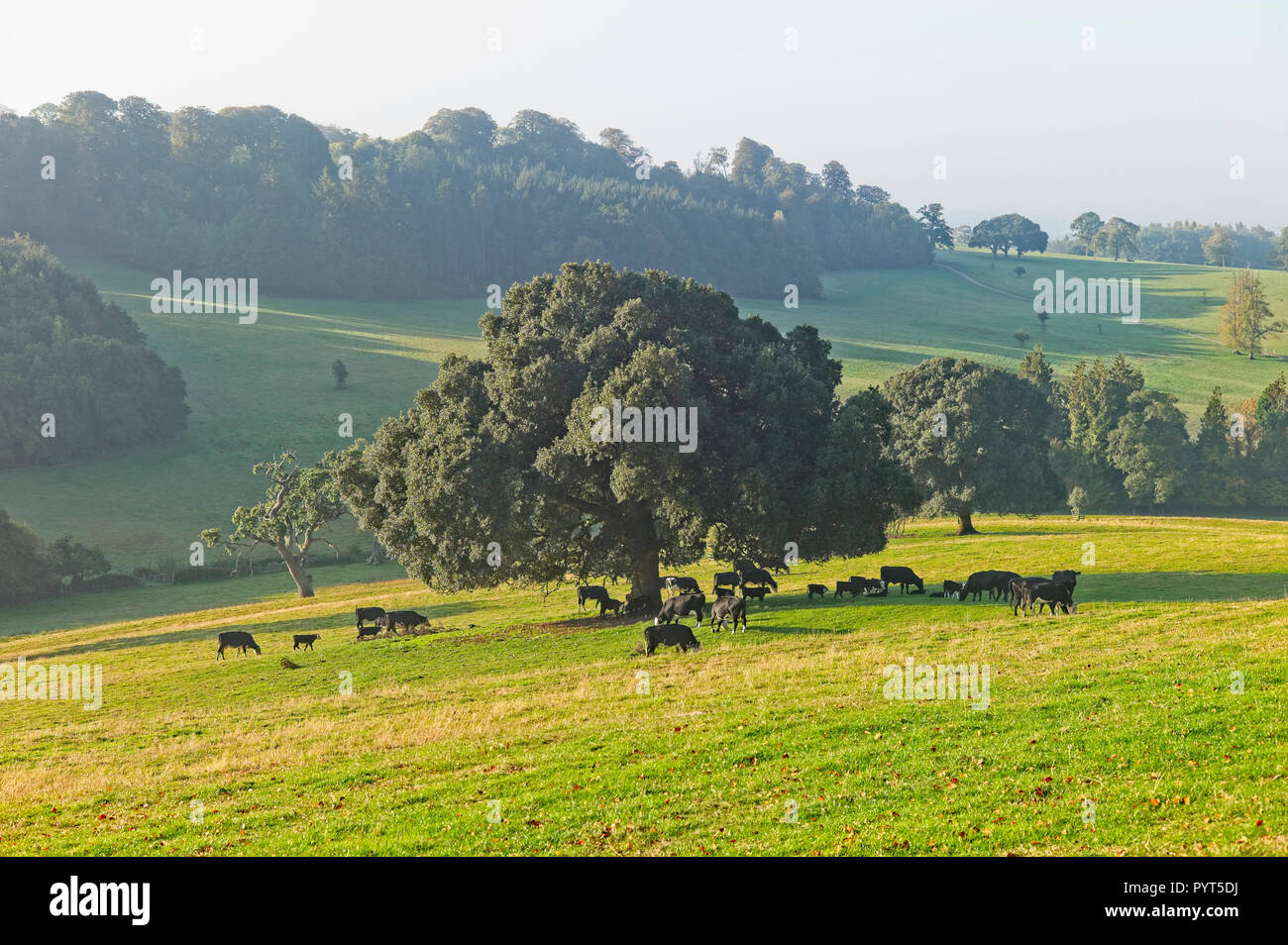 Oak tree providing shade for cattle Stock Photo Alamy